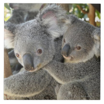 KoalaPhascolarctos cinereus Queensland. Fliese