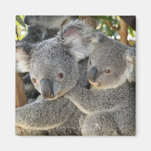 KoalaPhascolarctos cinereus Queensland. Magnets