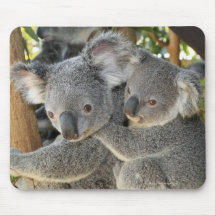 KoalaPhascolarctos cinereus Queensland. Mousepads