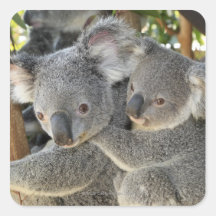 KoalaPhascolarctos cinereus Queensland. Stickers