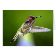 Kolibri (5) grußkarte