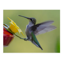 Kolibri-essfertige Postkarte