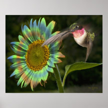 Kolibri - Fantasie Posterdruck
