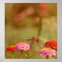Kolibri-Flug Posterdruck