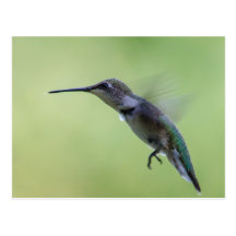 Kolibri-im Flug Postkarte