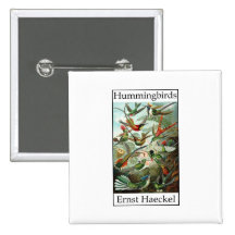 Kolibris durch Ernst Haeckel Anstecknadel