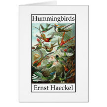 Kolibris durch Ernst Haeckel Karten