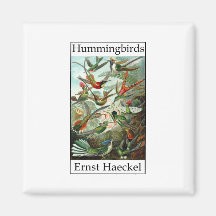 Kolibris durch Ernst Haeckel Kühlschrankmagnete