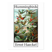 Kolibris durch Ernst Haeckel Postkarte