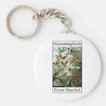 Kolibris durch Ernst Haeckel Schlüsselbänder