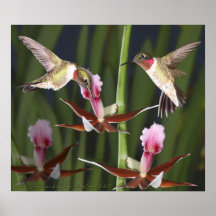 Kolibris und Blüte Plakat