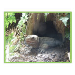 Komodo Drache, der aus sein Zuhause unter Baum her Postkarte