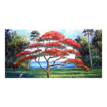 Königliche Poinciana Baum-Kunst Photo Karten