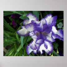 Königlicher Iris-Druck Plakate