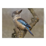 Kookaburra Karte