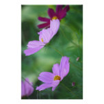 Kosmos-Blume und -bedeutung Personalisierte Druckpapiere