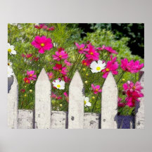 Kosmos und Palisadenzaun Posterdruck