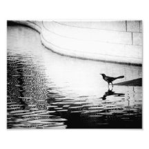Krähe reflektiert im Wasser - B&W Fotografie