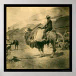 Krimkriegs-Soldat auf einem Kamel 1855 Plakatdruck