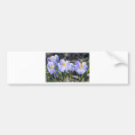 Krokus-Blumen Auto Sticker