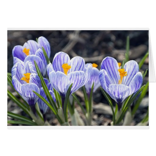 Krokus-Blumen Grußkarte