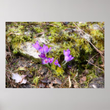 Krokusse Plakate