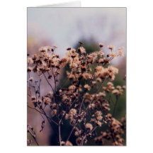 Krys Entwurfs-Wiesen-Blumen Karten