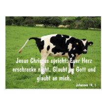 Kuh Postkarten