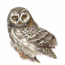 Kundenspezifische Aquarell-Eule, Vogel, Natur, wil Photofiguren
