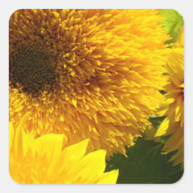 Kundenspezifische gelbe Sonnenblumeaufkleber addie