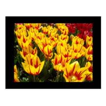 Kundenspezifisches Postkarten Gelb-rote Tulpe-Blum