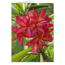 Künstlerisches Plumeria-Foto auf Karte