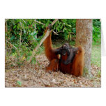 Kusasi, berühmter Orang-Utan König am Lager Leakey Karten