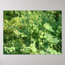 La Chuon Plakatdruck