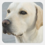 Labrador-Aufkleber