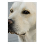 Labrador-Gruß-Karte karten