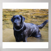 Labrador im Wasser auf Leinwand Plakatdruck