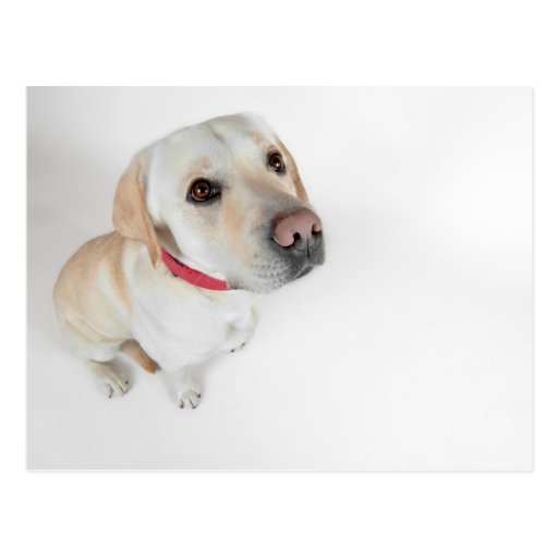 Labrador Postkarte