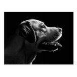 Labrador Postkarte