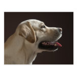 Labrador Postkarte