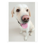 Labrador Postkarten