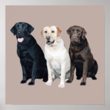 Labrador retriever-Druck Posterdrucke