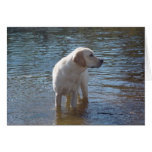 Labrador retriever-Karte in dem See