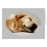Labrador retriever und Katzen-Karte
