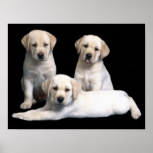Labrador retriever-Welpen-Druck Posterdruck