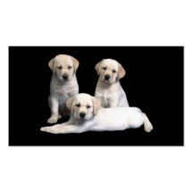 Labrador retriever-Welpen-Visitenkarte