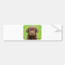Labrador-Welpe 9Y267D-063 Auto Sticker