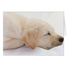 Labrador-Welpe Grußkarte