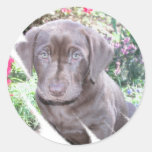Labrador-Welpen-Aufkleber