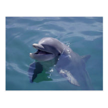 Lächelnder Delphin Postkarten